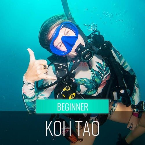 Trial Diving Koh Tao - Experience the open sea - samuitours.app