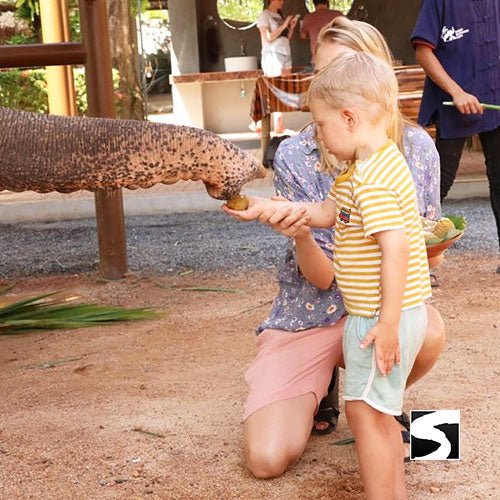 Elephant Shelter Feeding Activity Koh Samui For Cruise Ship Guests - samuitours.app
