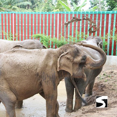 Half Day Activity Elephant Home Shelter - samuitours.app