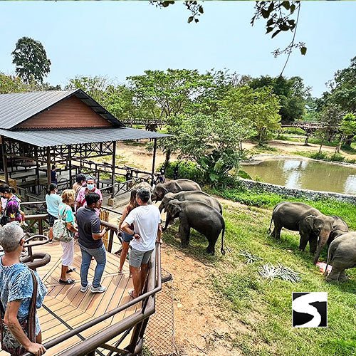Round - Trip Transfer Elephant Kingdom 400m Skywalk Animal Shelter - samuitours.app