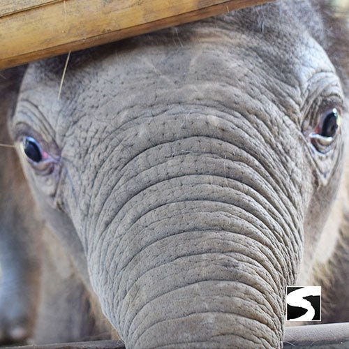 Koh Samui Elephant Haven - Animal Activity - samuitours.app
