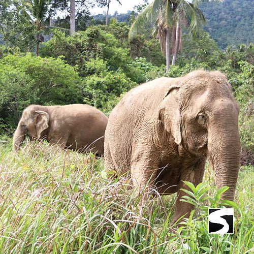 Half Day Activity Koh Samui Elephant Home Animal Shelter - samuitours.app