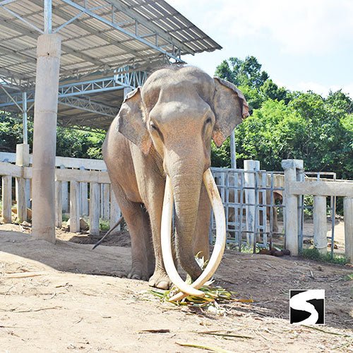 Koh Samui Elephant Haven - Animal Activity - samuitours.app