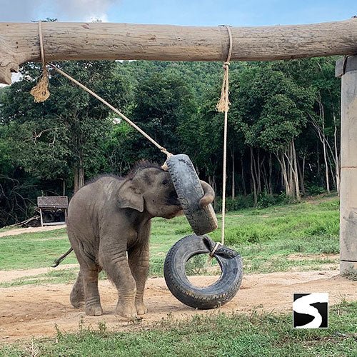 Koh Samui Elephant Haven - Animal Activity - samuitours.app