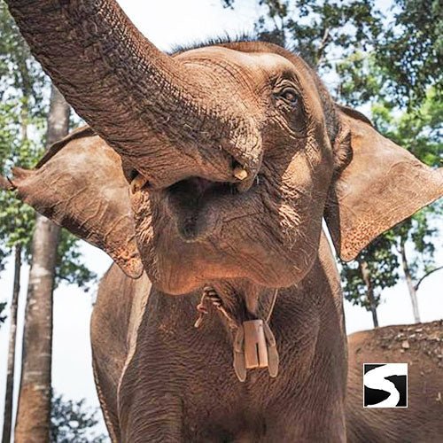 Elephant Shelter Feeding Activity Koh Samui For Cruise Ship Guests - samuitours.app