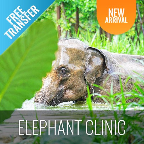 Koh Samui Elephant Home Animal Shelter Feeding Activity - samuitours.app