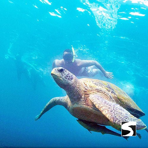 Day trip snorkeling Koh Tao & Koh Nang Yuan - samuitours.app