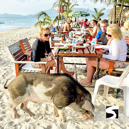 Private snorkel excursion Koh Tan & Koh Mudsum (Pig Island) - samuitours.app