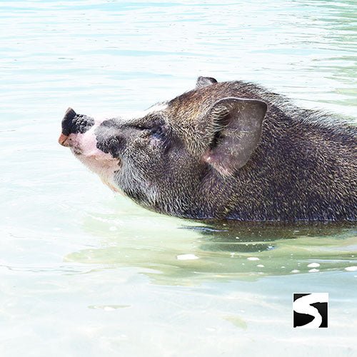 Pig Island Snorkeling Koh Mudsum & Koh Tan Speed Boat Economy Tour - samuitours.app