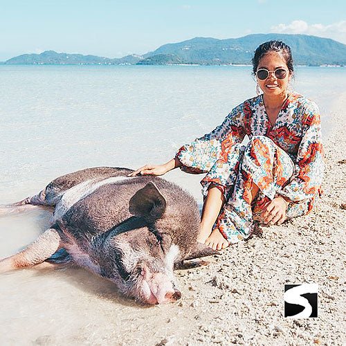 Pig Island Snorkeling Koh Mudsum & Koh Tan Speed Boat Economy Tour - samuitours.app