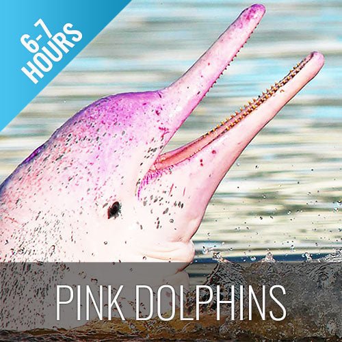 Koh Samui Pink Dolphin tour Khanom - samuitours.app