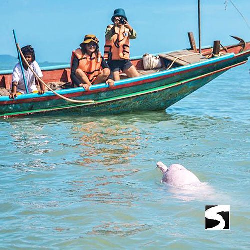Cruise Ship Tour Pink Dolphins Khanom - samuitours.app