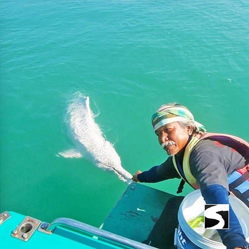 Koh Samui Pink Dolphin tour Khanom - samuitours.app