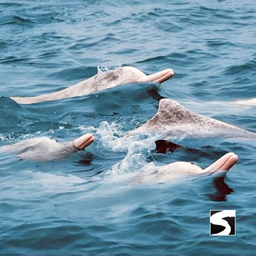 Koh Samui Pink Dolphin tour Khanom - samuitours.app