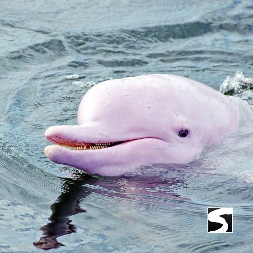 Cruise Ship Tour Pink Dolphins Khanom - samuitours.app