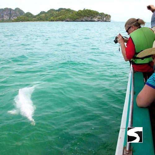 Koh Samui Pink Dolphin tour Khanom - samuitours.app