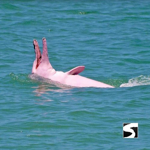 Koh Samui Pink Dolphin tour Khanom - samuitours.app