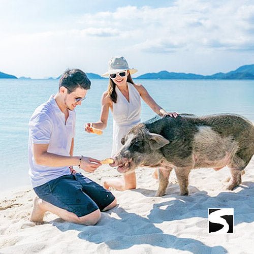 Sunset snorkeling tour pig island Koh Mudsum & Koh Tan - samuitours.app