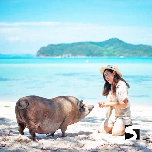 Sunset snorkeling tour pig island Koh Mudsum & Koh Tan - samuitours.app