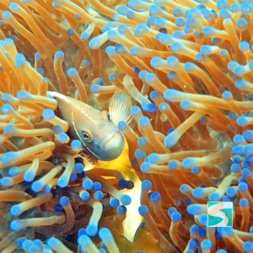 PADI open water diver - 3 day course Koh Samui - samuitours.app