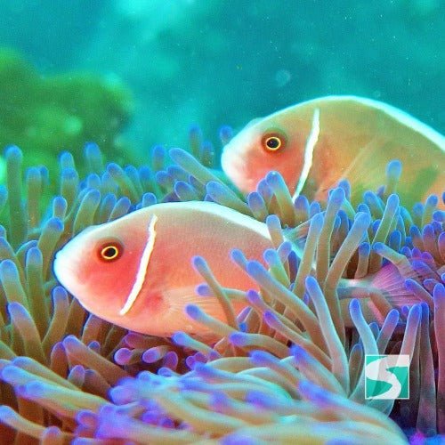 PADI open water diver - 3 day course Koh Samui - samuitours.app