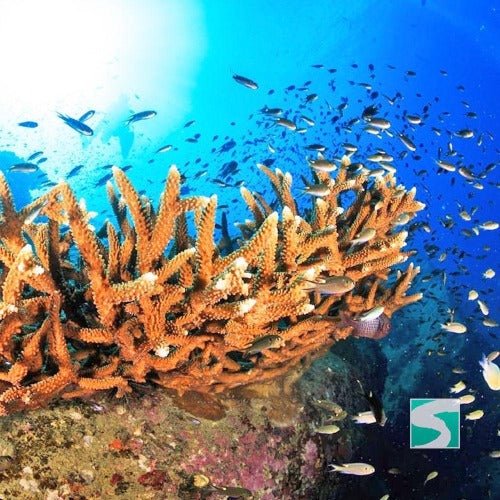 Diving Koh Tao - Discover the open sea - samuitours.app