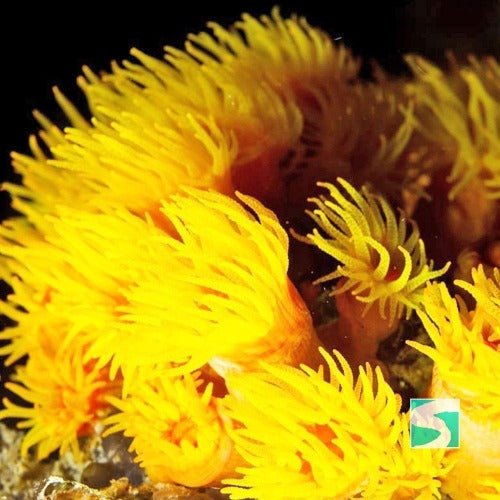 Diving Koh Tao - Discover the open sea - samuitours.app