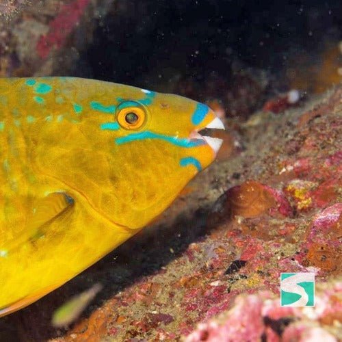 Diving Koh Tao - Discover the open sea - samuitours.app