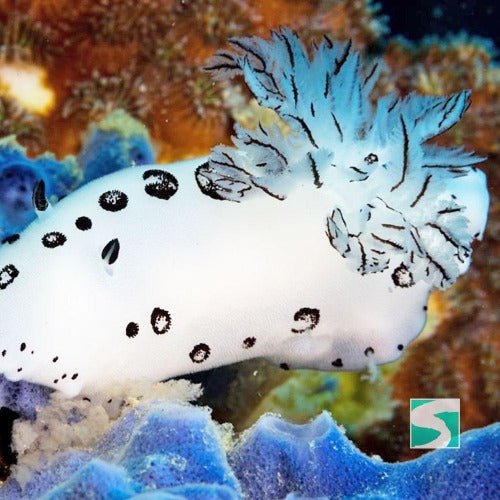 Diving Koh Tao - Discover the open sea - samuitours.app