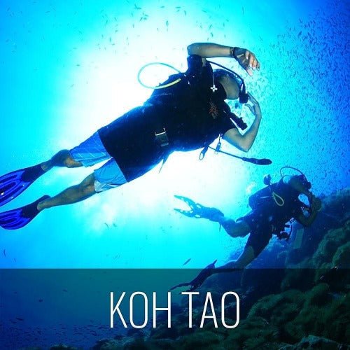 Diving Koh Tao - Discover the open sea - samuitours.app
