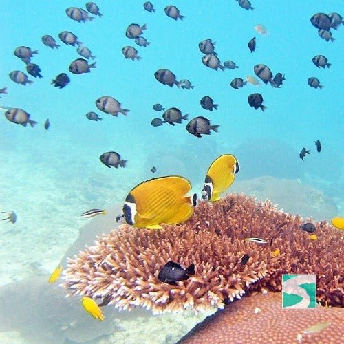 Private Diving Tour Island Koh Tan & Koh Mudsum - samuitours.app