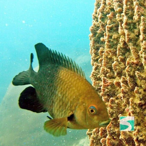 Private Diving Tour Island Koh Tan & Koh Mudsum - samuitours.app