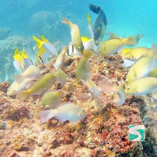 Private Diving Tour Island Koh Tan & Koh Mudsum - samuitours.app