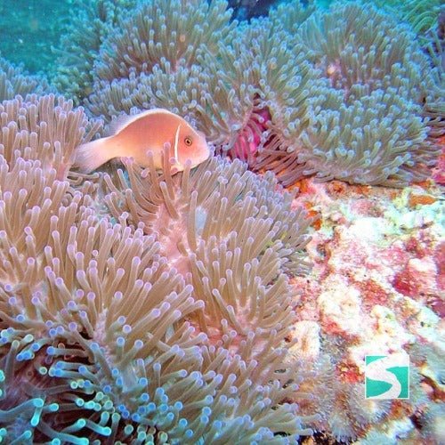Private Diving Tour Island Koh Tan & Koh Mudsum - samuitours.app