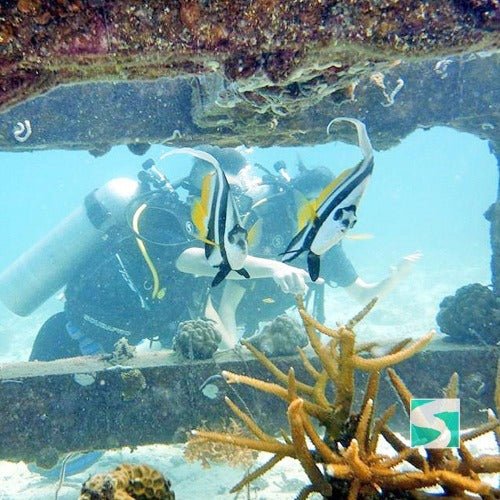 Koh Samui diving course - pool & open sea - samuitours.app