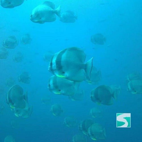 Koh Samui diving course - pool & open sea - samuitours.app