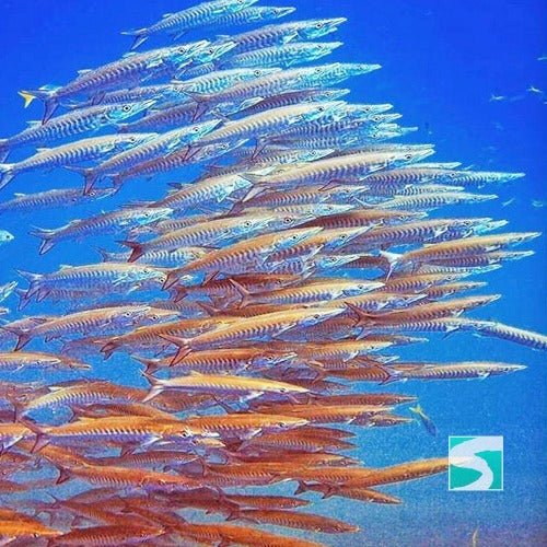 Koh Samui diving course - pool & open sea - samuitours.app