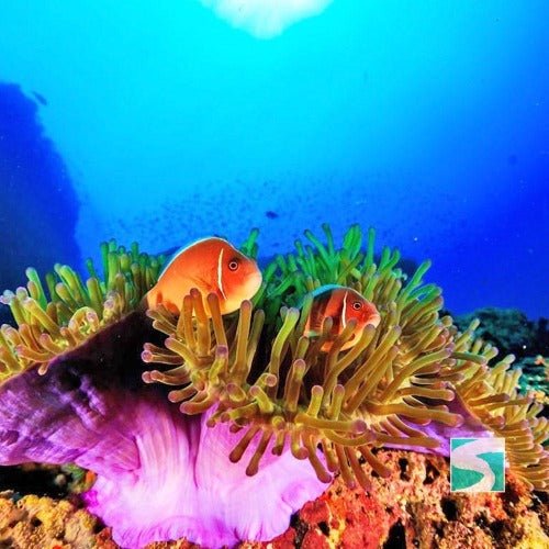Diving Koh Tao - Sail Rock & whale shark - samuitours.app