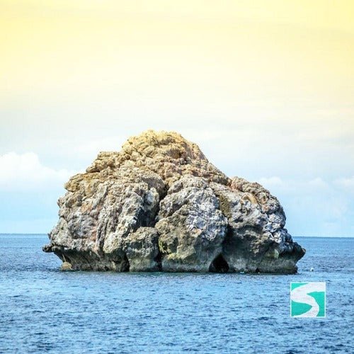 Diving Koh Tao - Sail Rock & whale shark - samuitours.app