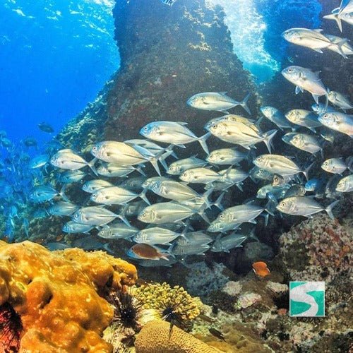 Diving Koh Tao - Sail Rock & whale shark - samuitours.app