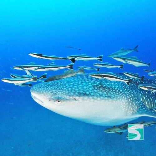 Diving Koh Tao - Sail Rock & whale shark - samuitours.app