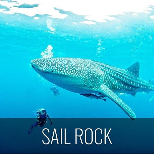 Diving Koh Tao - Sail Rock & whale shark - samuitours.app