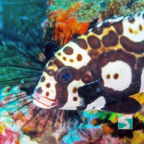 Diving Koh Samui - At beach for beginners - samuitours.app