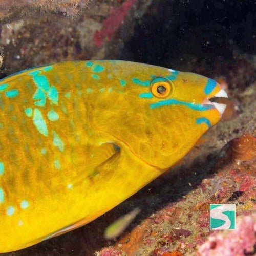 Diving Koh Samui - At beach for beginners - samuitours.app