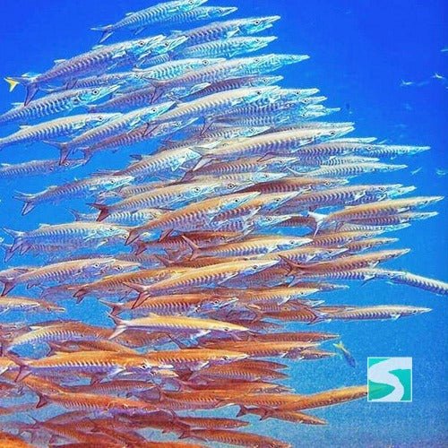 Diving Koh Samui - At beach for beginners - samuitours.app