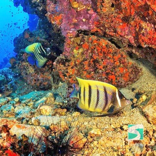 Diving Koh Samui - At beach for beginners - samuitours.app