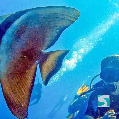 Diving Koh Samui - At beach for beginners - samuitours.app
